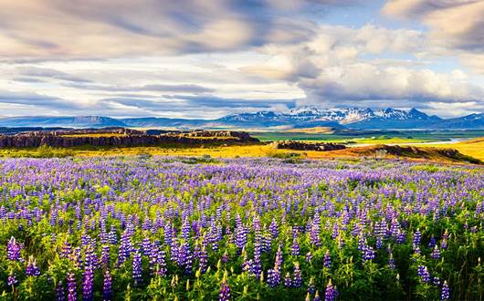 Summer in Iceland: Your Very Own Travel Guide Summer in Iceland: Your Very Own Travel Guide